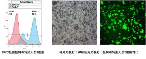 Car T病毒 爱康得生物科技（苏州）有限公司