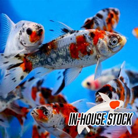 Goldfish - Shubunkin – Carolina Aquatics