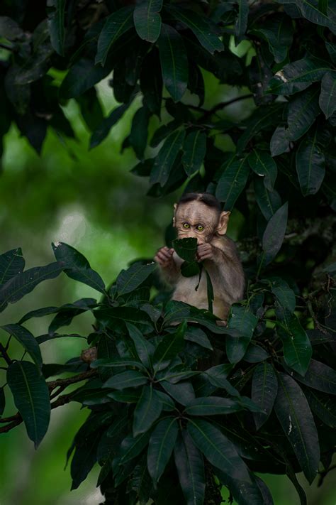 A Baby Monkey on a Tree Branch · Free Stock Photo