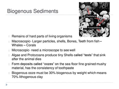 Marine Sediments Eroded Particles And Fragments Of Dust Dirt And Other