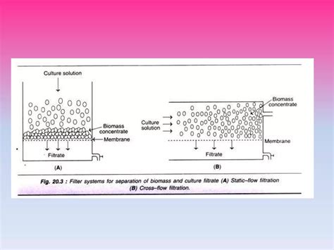 Downstream Processing Ppt