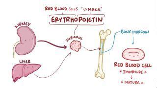 Types Of Polycythemia