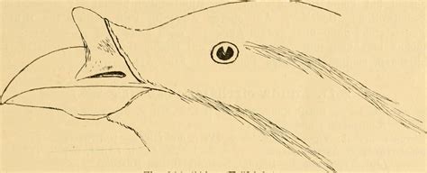 Image from page 46 of Vögel der paläarktischen Fauna Flickr