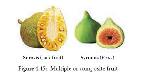 Multiple or Composite Fruit