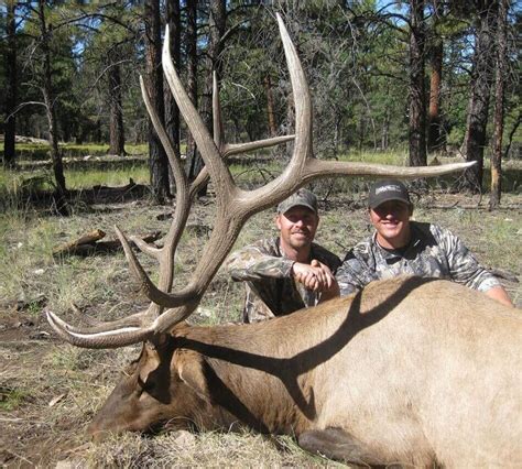 Guided Bull Elk Hunting in Arizona | BMO Hunts