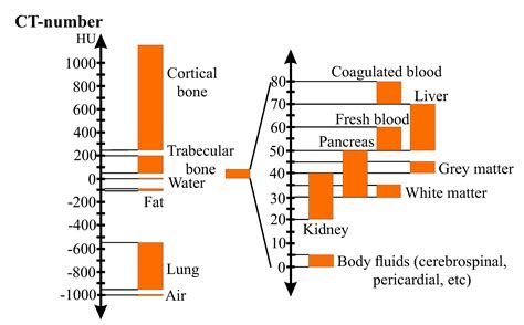 Drag The Labels Onto The Diagram To Identify The Structures And