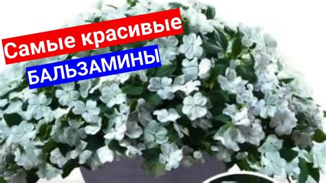 БАЛЬЗАМИН - ЦВЕТОК ИЗ НАШЕГО ДЕТСТВА. ВЫБИРАЕМ НА ПОСЕВ САМЫЕ КРАСИВЫЕ ...