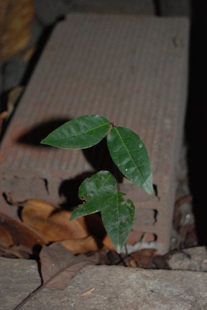 C Mo Se Llaman Estas Plantas