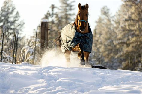 A Guide to Caring for Waterproof Horse Turnout Blankets — Kensington