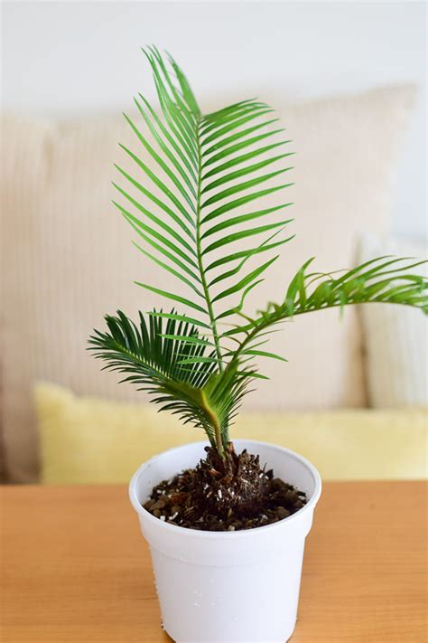 Sago Palm Cycas Revoluta From The Naked Collection PINE SG