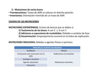 Tema Gen Tica Y Mutaciones Ppt