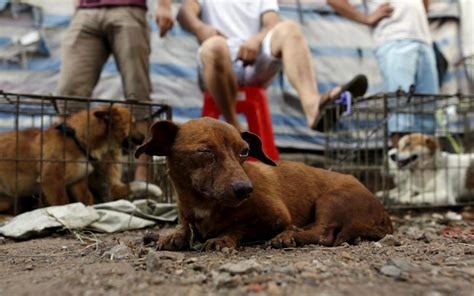 Resultados sobre el maltrato animal en México | Atlas del Maltrato ...