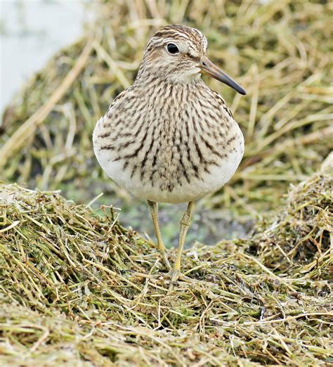 Juvenile Pectoral Sandpipertoft Newton Reservoirlincolns Flickr