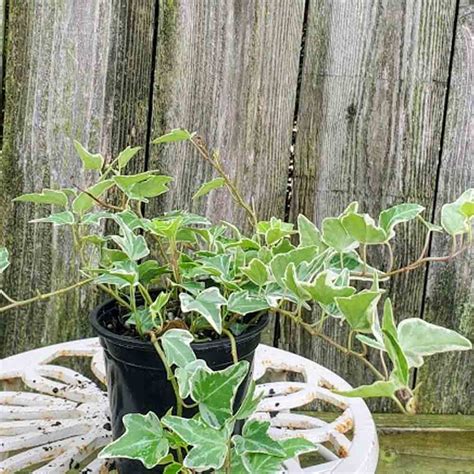 Hedera helix Variegata Ivy - Sugar Creek Gardens