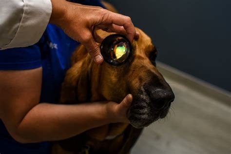 Uf Small Animal Hospital To Provide Free Eye Heart Exams For Service