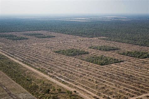 Deforestación Sin Cuarentena Se Arrasaron 50 Mil Hectáreas De Bosque