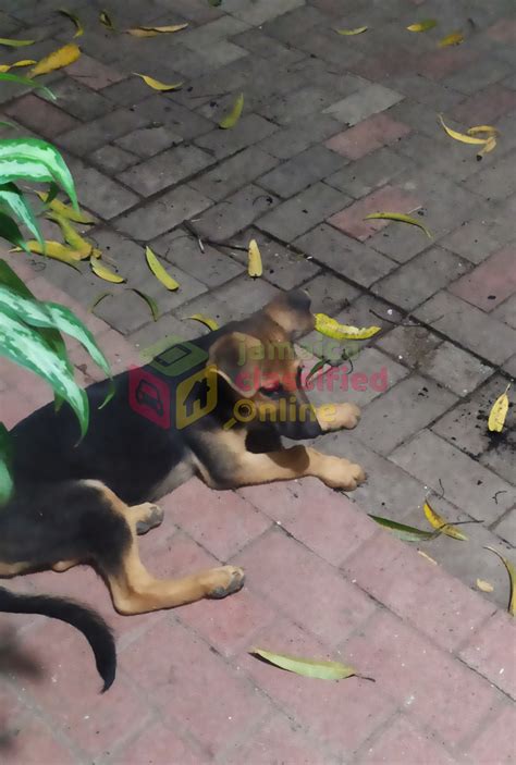 German Shepherd/Doberman Puppy for sale in Constant Spring Kingston St ...