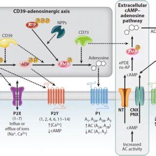 Schematic Representation Of The Components Of The Complex Purinergic