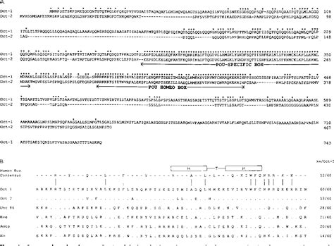 Figure From The Ubiquitous Octamer Binding Protein Oct Contains A