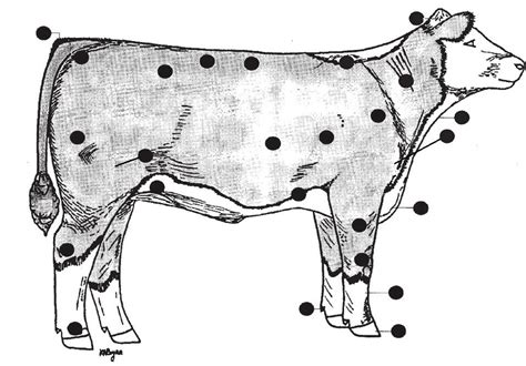 Beef Cattle Anatomy- Livestock Evaluation Diagram | Quizlet