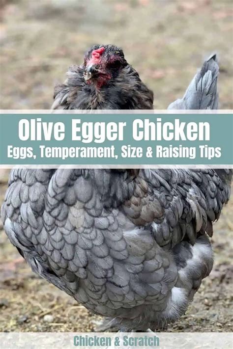 Olive Egger: Eggs, Temperament, Size and Raising Tips
