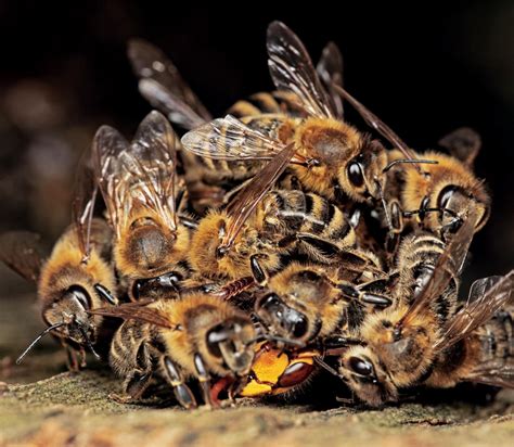 Bees Swarm An Asian Hornet Defending Their Hive Rnatureismetal