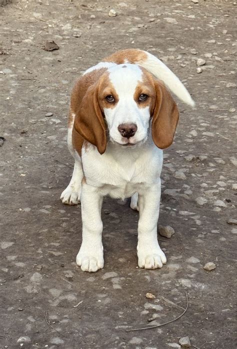 Cateluse Beagle Rasa Pura Viziru Olx Ro