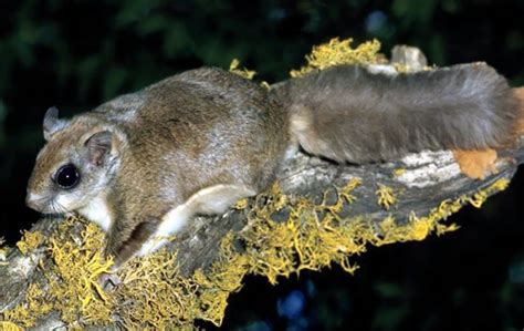 Northern Flying Squirrel Northwest Wildlife Preservation Society