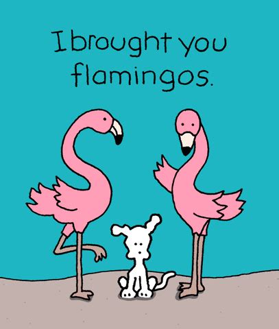 Flamingos Gifs Get The Best On Giphy