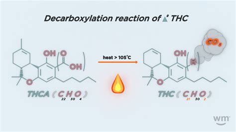 What is the difference between THC and THCa | BudDocs