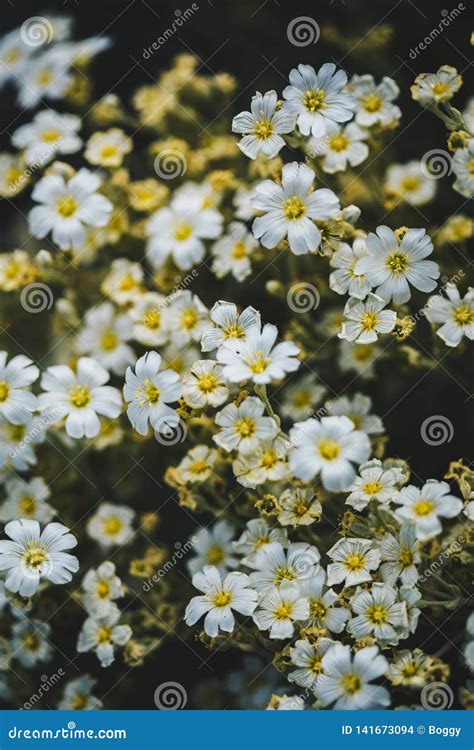 Snow in Summer Flowers in the Field Stock Photo - Image of small ...