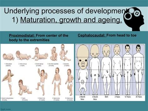 Developmental psychology | PPT