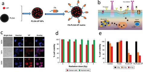 A Formulation Of Fa‐plga‐vp Nps B Schematic Of Cell Uptake Via Download Scientific Diagram