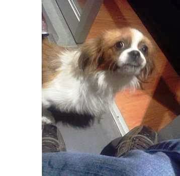 Ayudame a volver a casa: Perrito tipo pekinés blanco con marrón ENCONTRADO atropellado BUSCA A ...