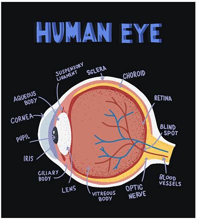 Ilustrații de stoc cu Componente Ale Ochiului Uman Ilustrație Despre ...