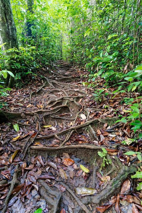 Hiking In Saut Du Bras Du Fort In Goyave Guadeloupe Island