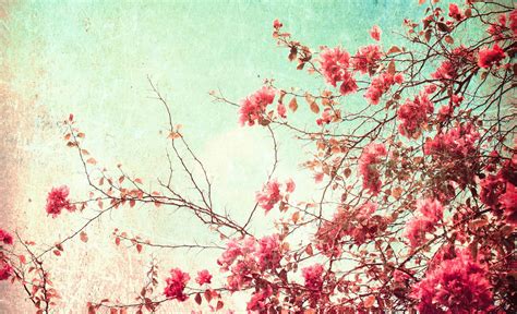 Cherry Blossom Vintage Wallpapers - Top Free Cherry Blossom Vintage ...