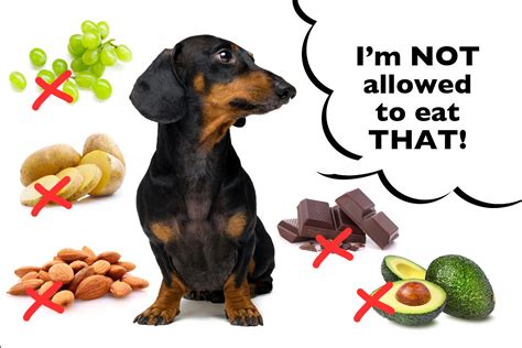 What Type Of Nuts Are Poisonous To Dogs