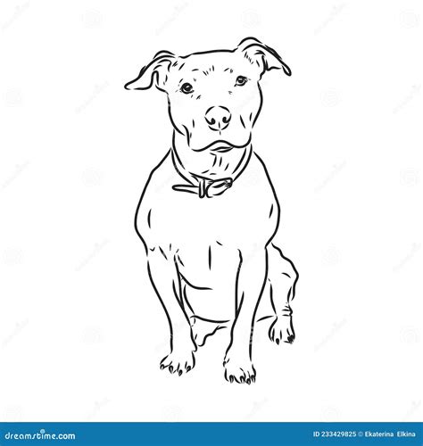 Pitbull Dog Sketch On White Vector Illustration | CartoonDealer.com ...