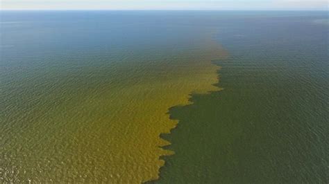 Red Tide Blooms Appearing Along The Southwest Florida Coast Wink News