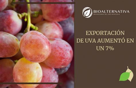 Exportaci N De Uva Aument En Un Bioalternativa