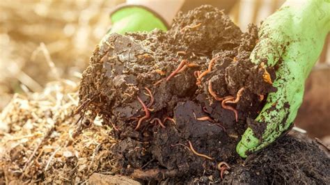 Cómo preparar tu propio humus de lombriz para tus plantas Te