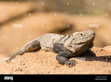 Sonoran Desert Spiny Tailed Iguana Hi Res Stock Photography And Images