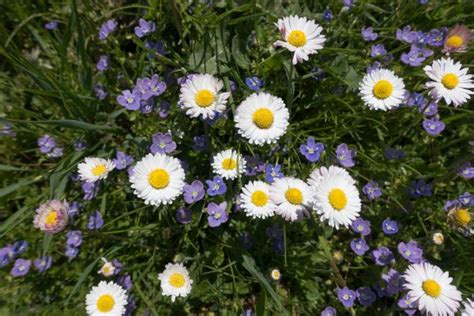 Free Images Nature Blossom White Field Meadow Dandelion Bloom