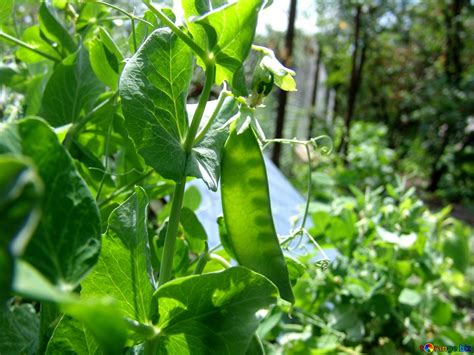 The Simple Joy Of Freshness: 3 Steps To Unshelling Perfect Garden Peas