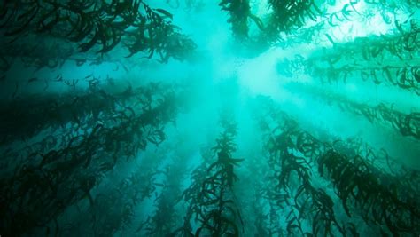 Kelp Forest In Monterey Bay Kelp Forest Monterey Bay Forest City