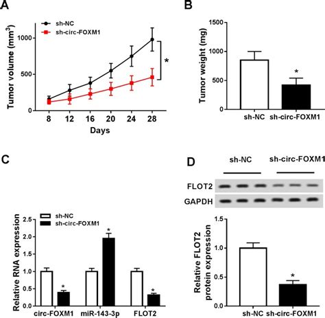 Circ FOXM1 Contributes To Cell Proliferation Invasion And Glycolysis