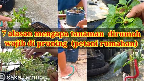 Pruning Pemangkasan Tanaman Alasan Serta Manfaat Nya Bagi Petani