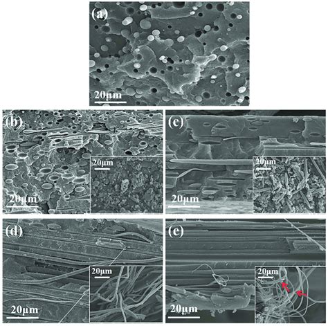 Scanning Electron Microscopy Sem Images Of Cryo Fractured Surfaces Of