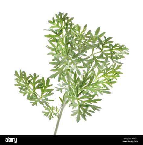 Artemisia Absinthium Wormwood Cut Out Stock Images And Pictures Alamy